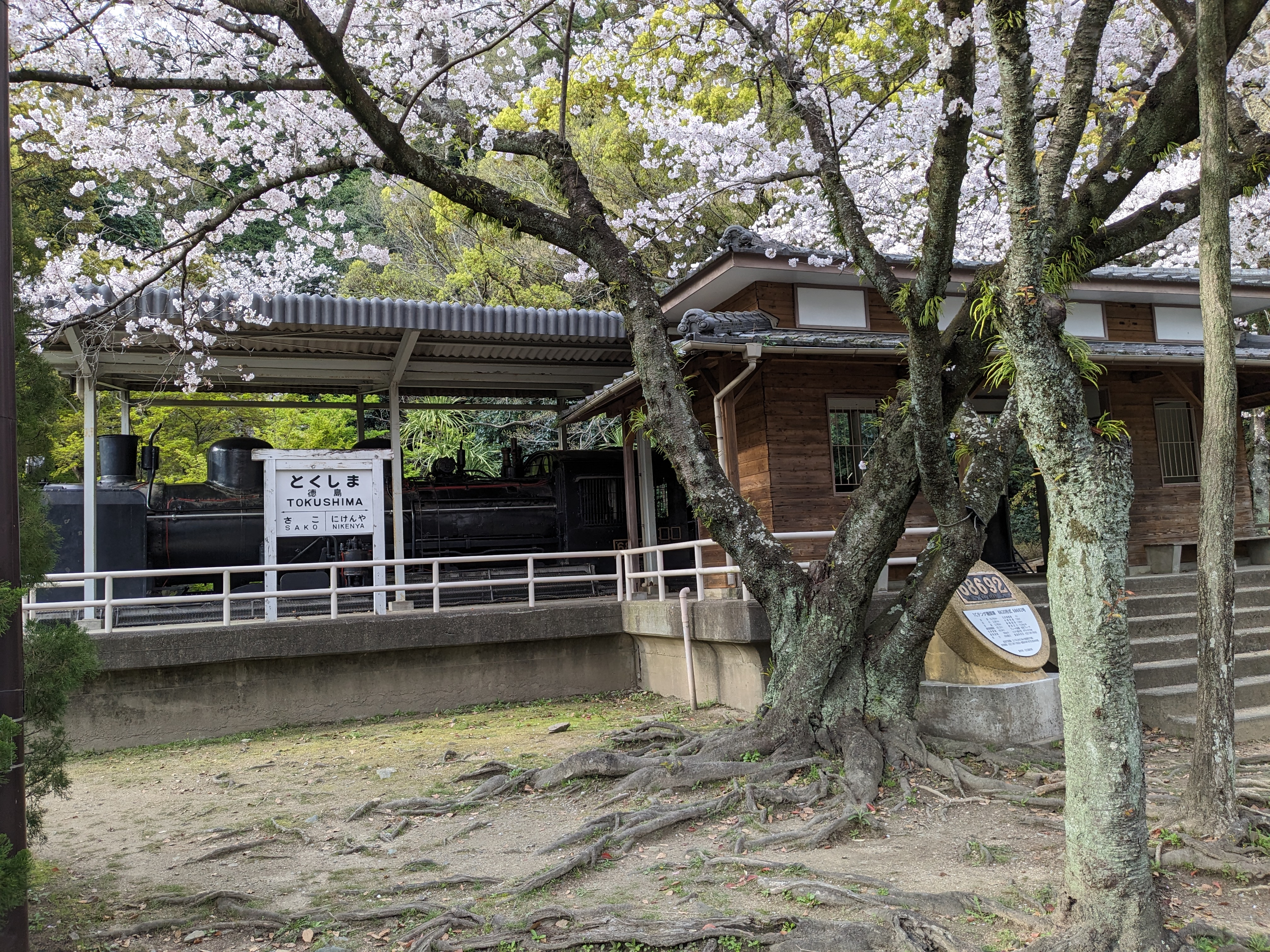 徳島中央公園20240405-5（桜）