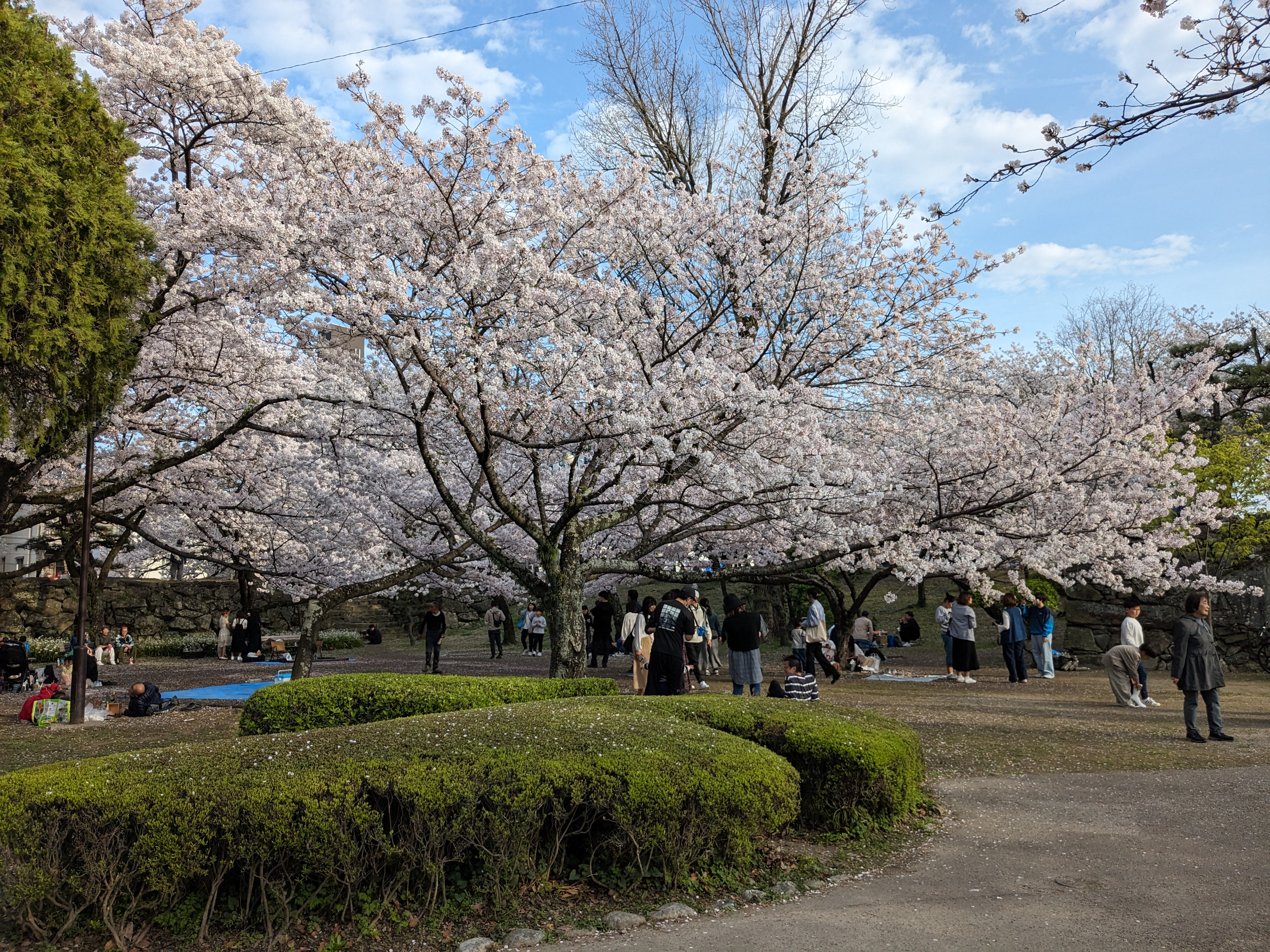 徳島中央公園20240407（桜）