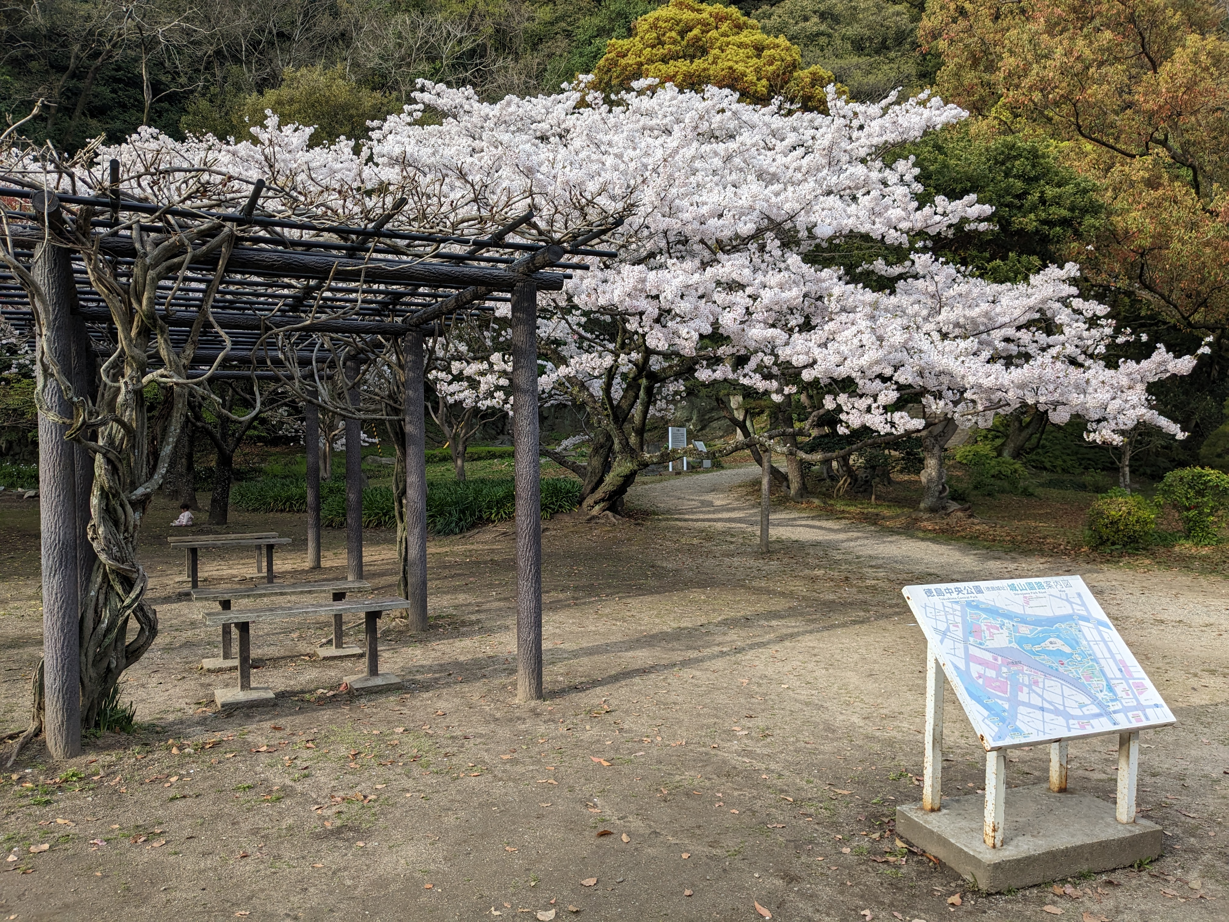 徳島中央公園20240405-7（桜）