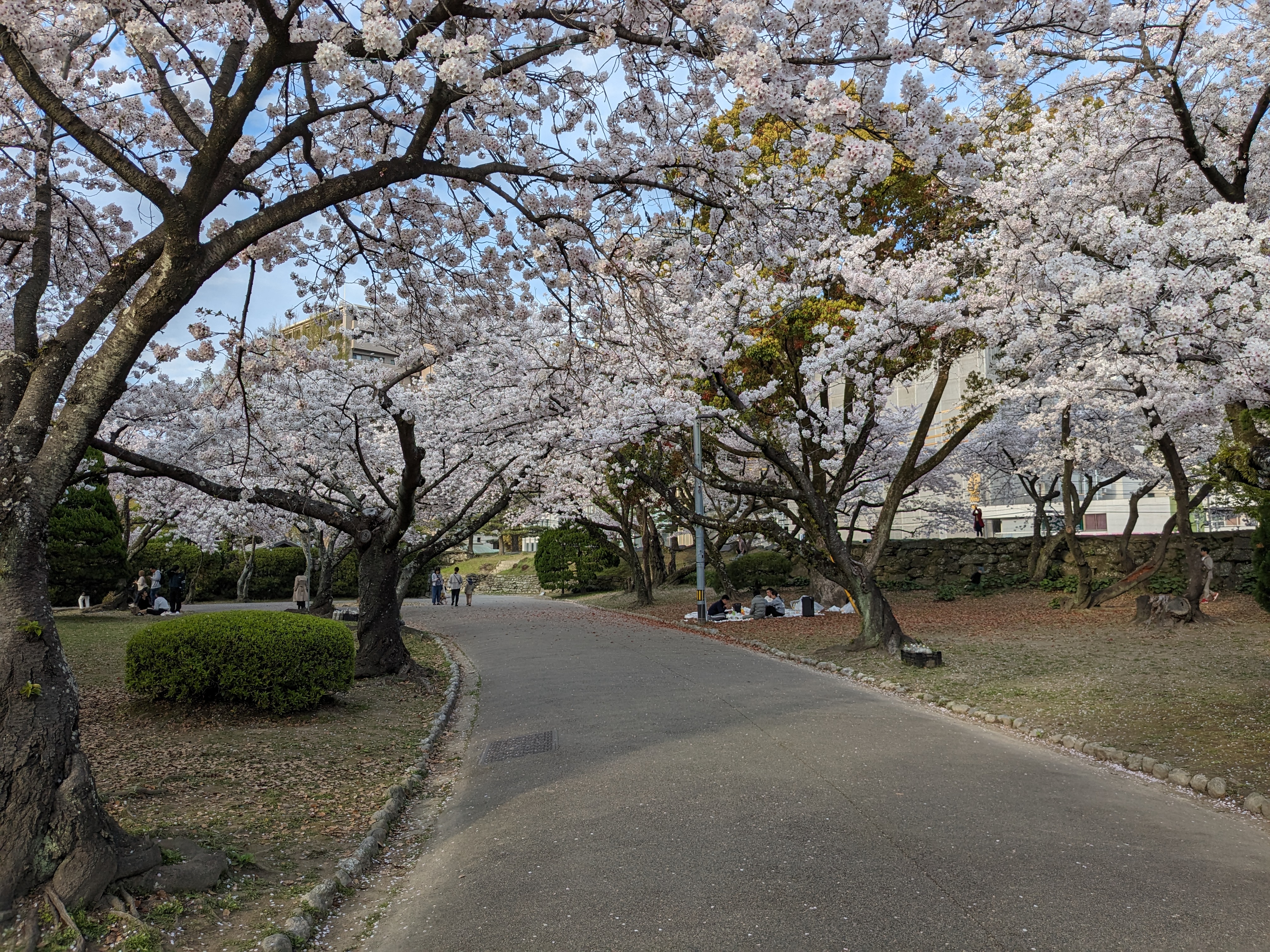 徳島中央公園20240407-3（桜）