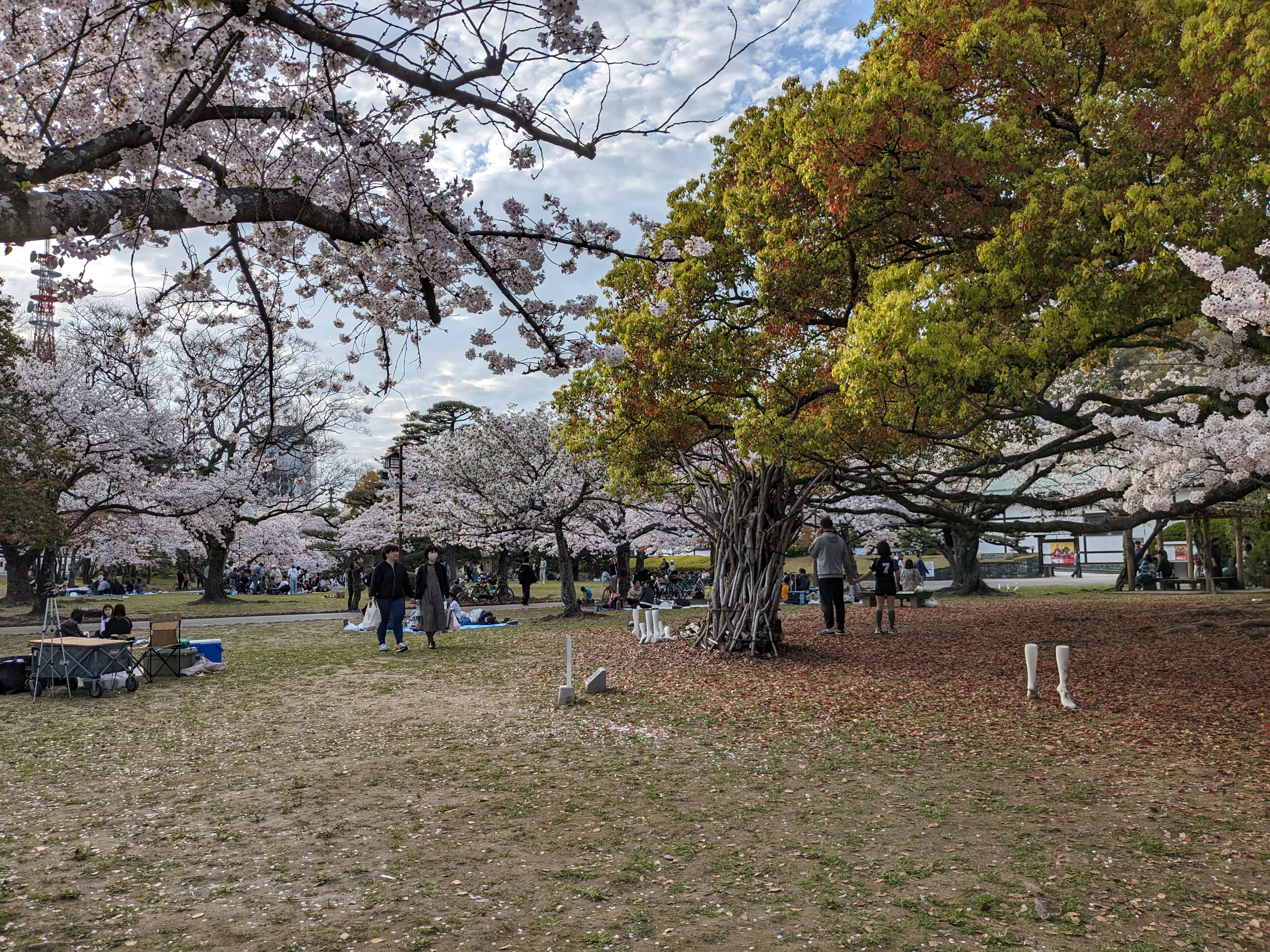 徳島中央公園20240407-2（桜）