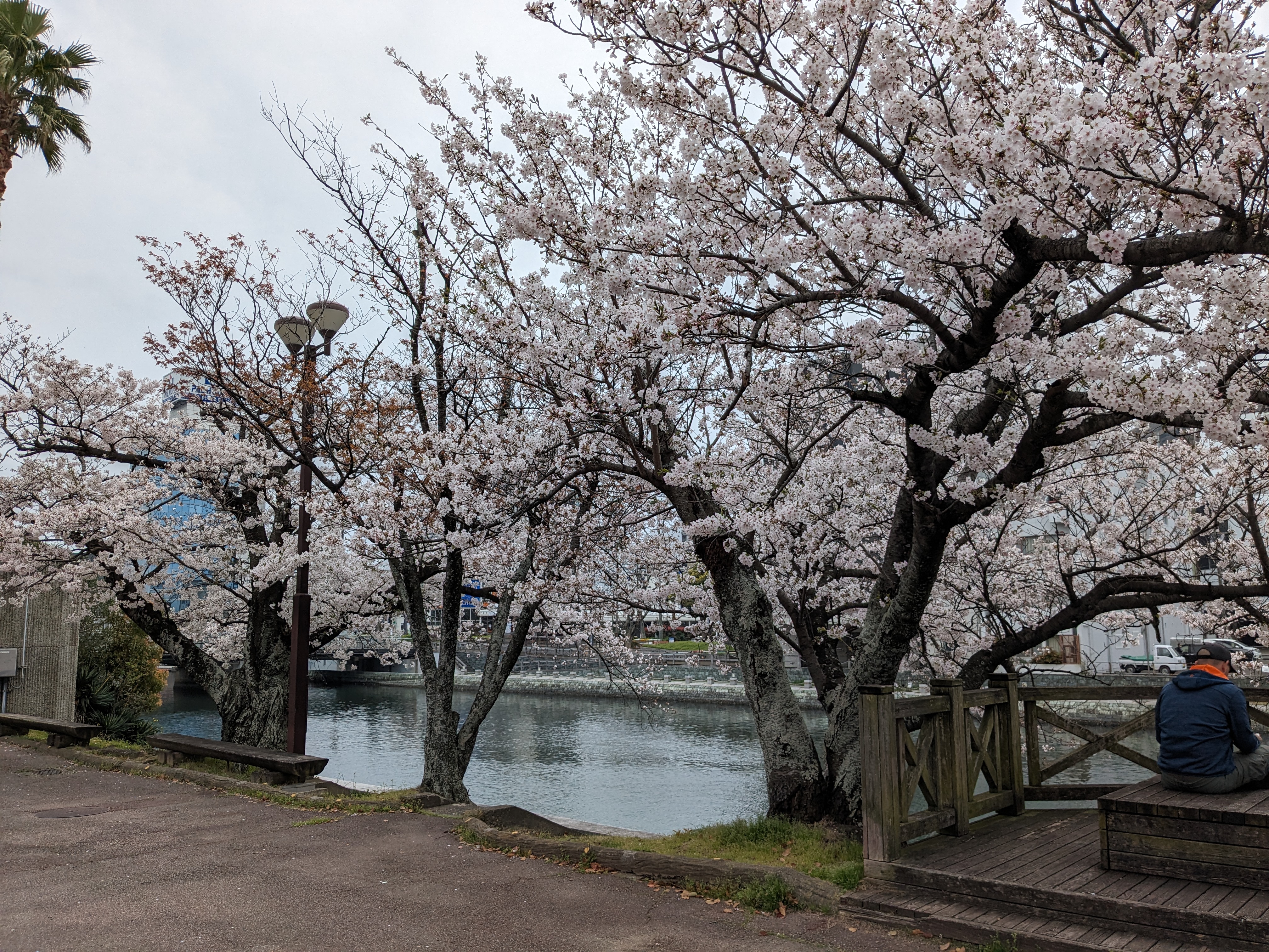 藍場浜公園20240405（桜）