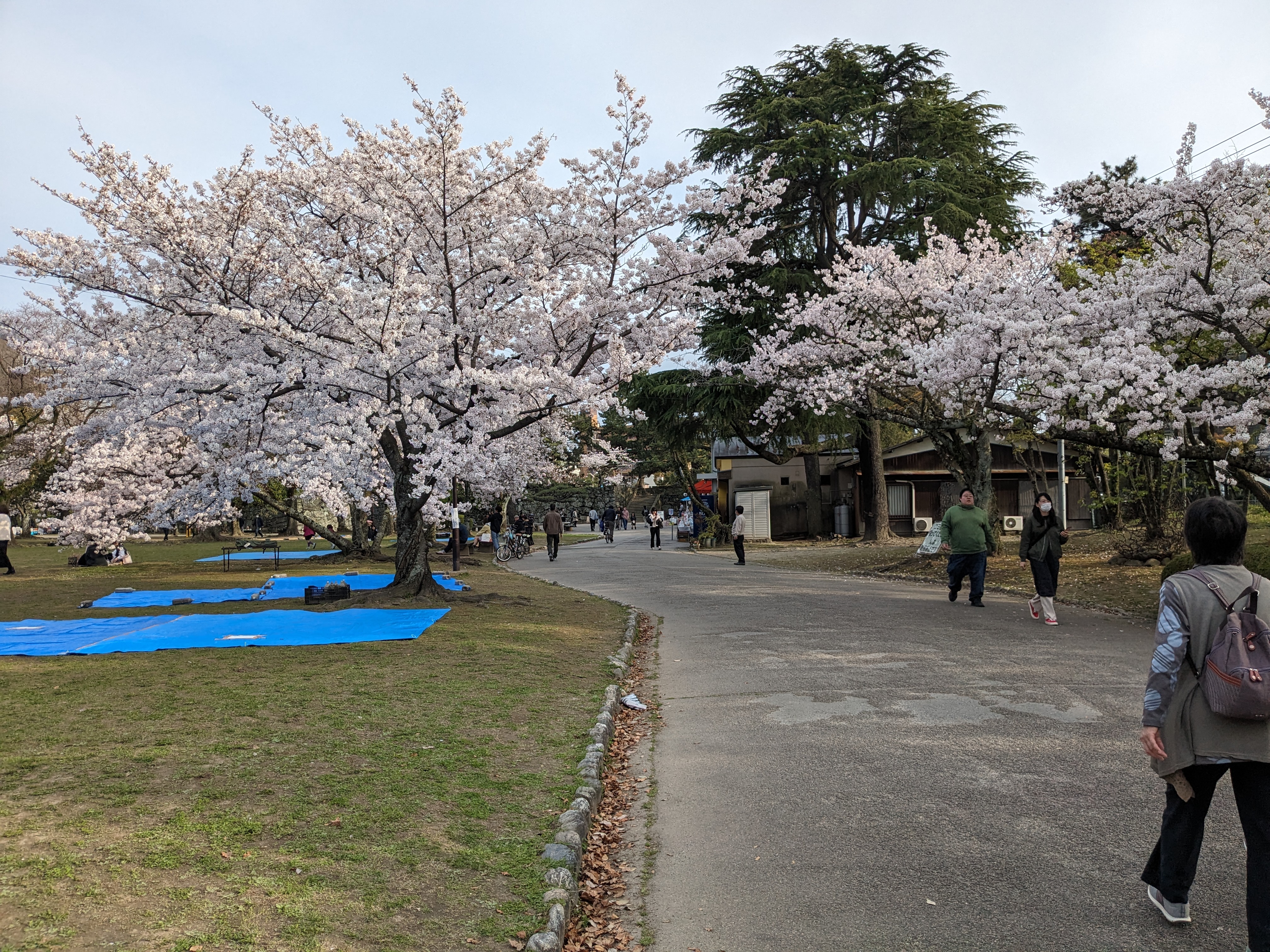 徳島中央公園20240405-8（桜）