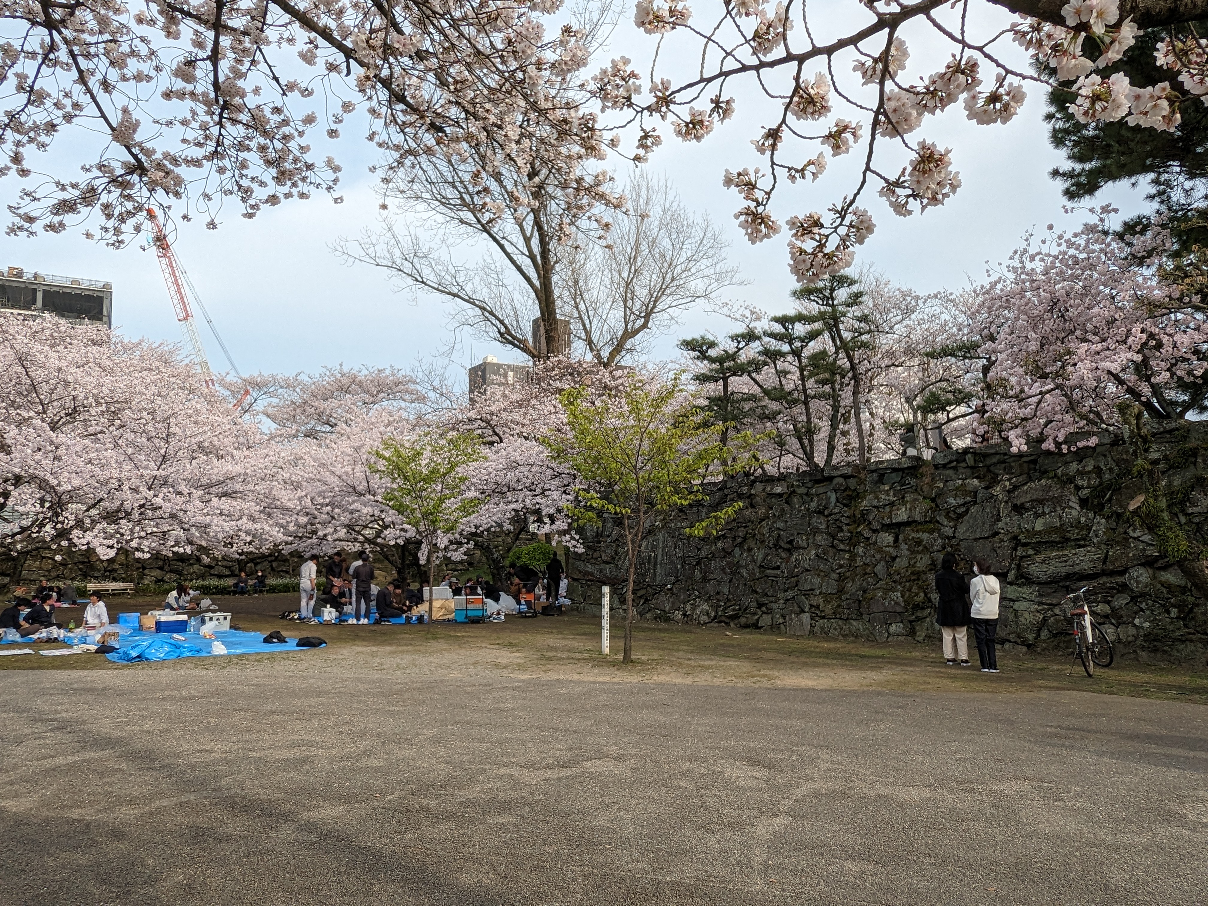 徳島中央公園20240405-3（桜）