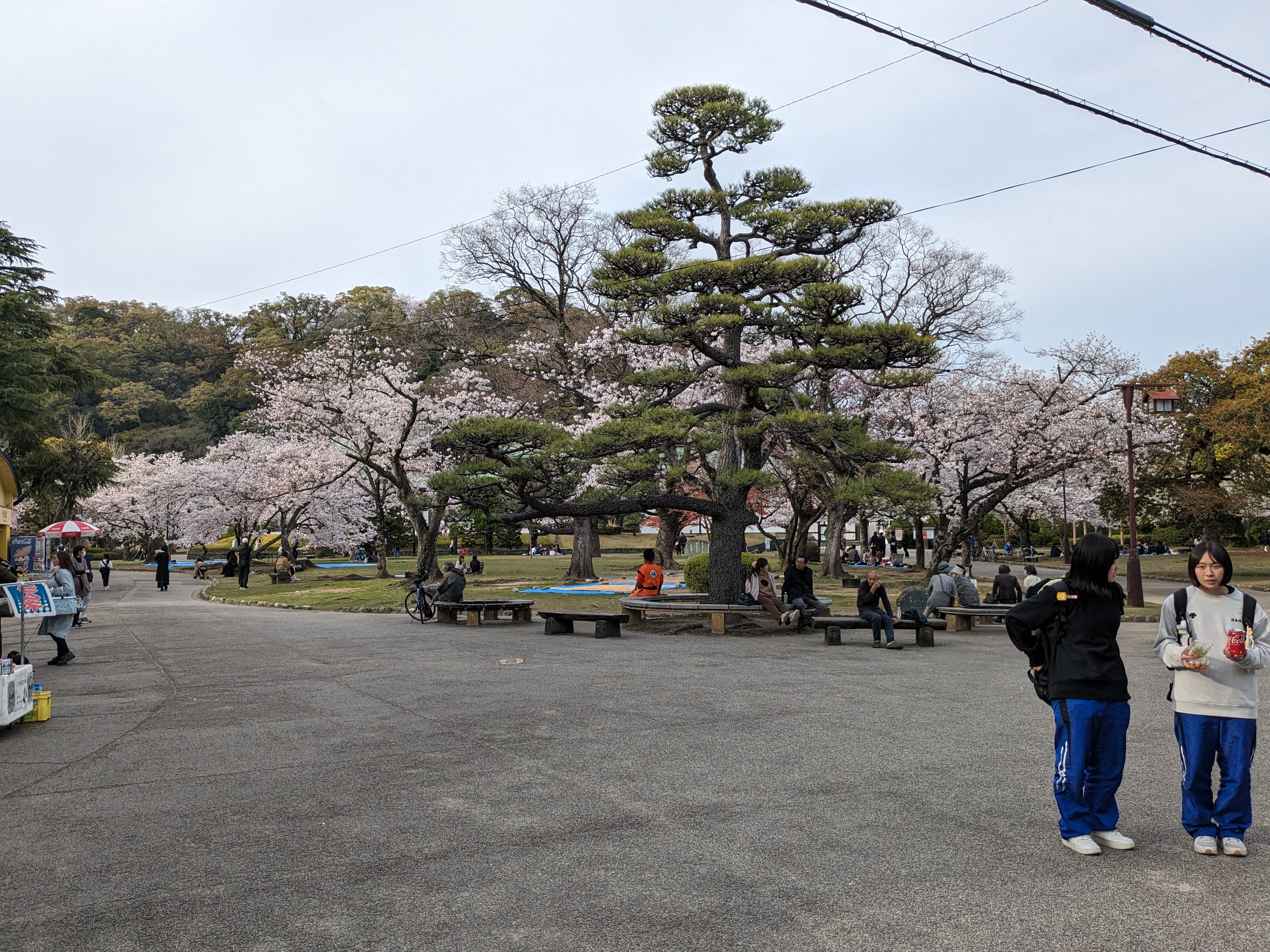 徳島中央公園20240405（桜）