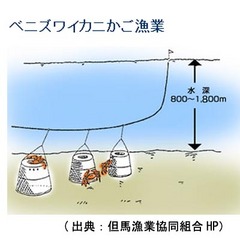 「松葉ガニ」より深水に生息する「香住カニ」は、「カニかご漁」という特殊な漁法で捕獲されます。