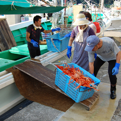 カニ船が帰港すると、みんなで「水揚げを手伝います」　　『　老いも・・　』