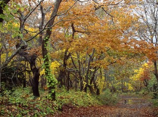 島の紅葉