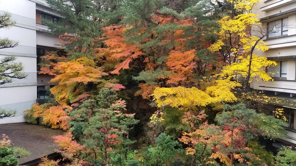 【11月限定〇紅葉プラン】紅葉望む客室確約〇ゆかった手形1000円付〇日曜はウォーキング〜飲放題無し