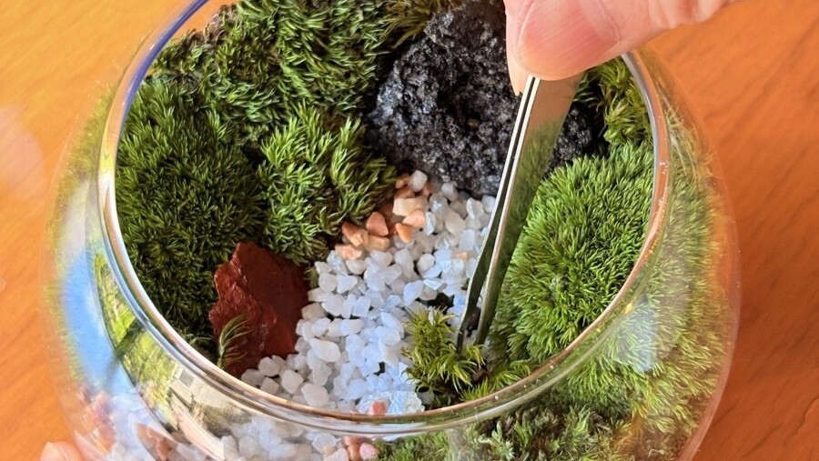 【苔テラリウム体験1回付】レイトサマースペシャル第1弾〇山形は苔生産日本一♪季節のバイキングライト