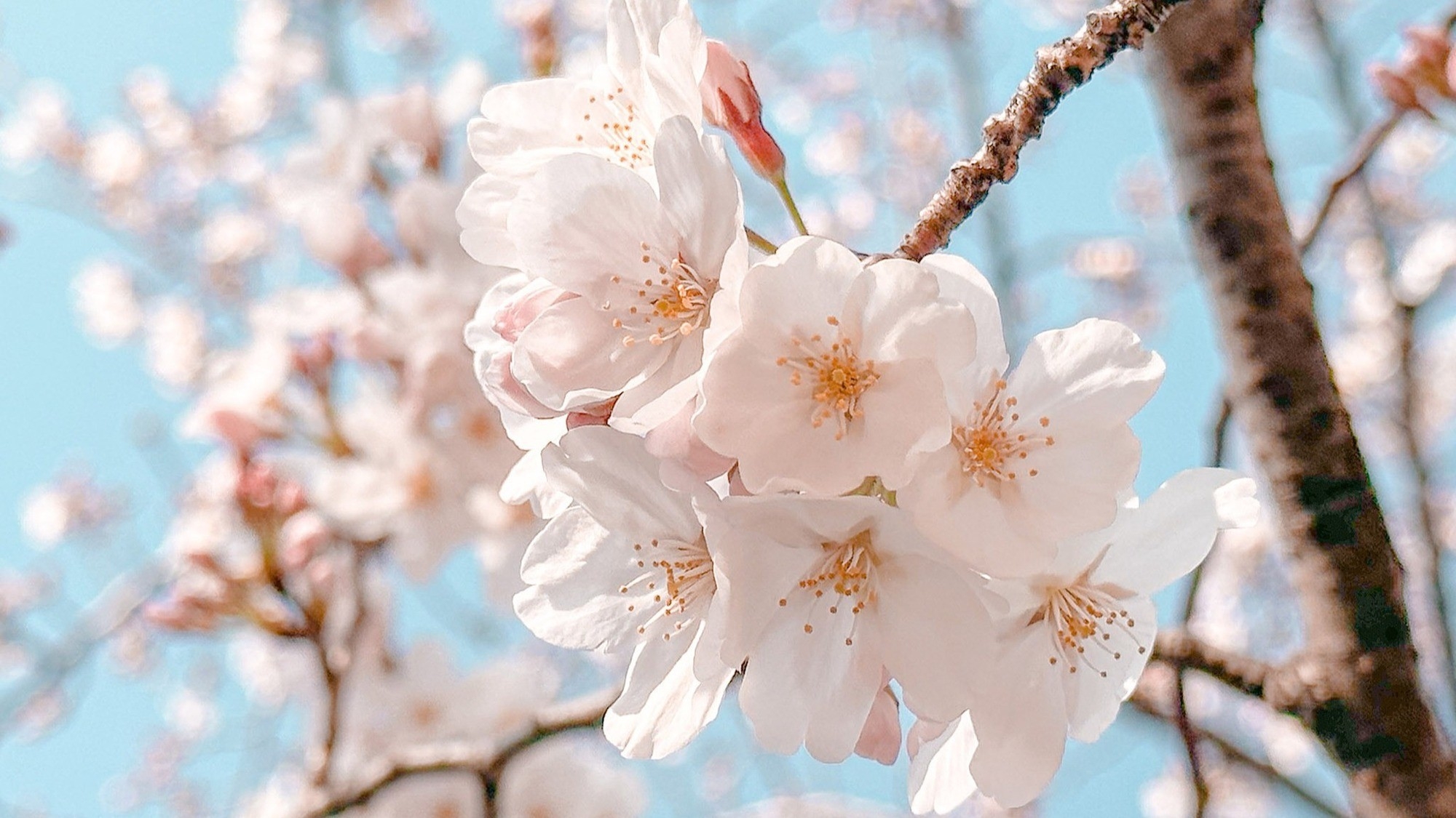 【お部屋から花見】桜ビュー客室確約◎桜の時期がずれたら・・・特典付きでごめんなさい！ライトプラン