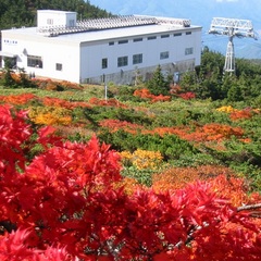蔵王連峰では紅葉はもちろん、様々な高山植物もご鑑賞いただけます　いつもより厚手の格好でお出かけ下さい