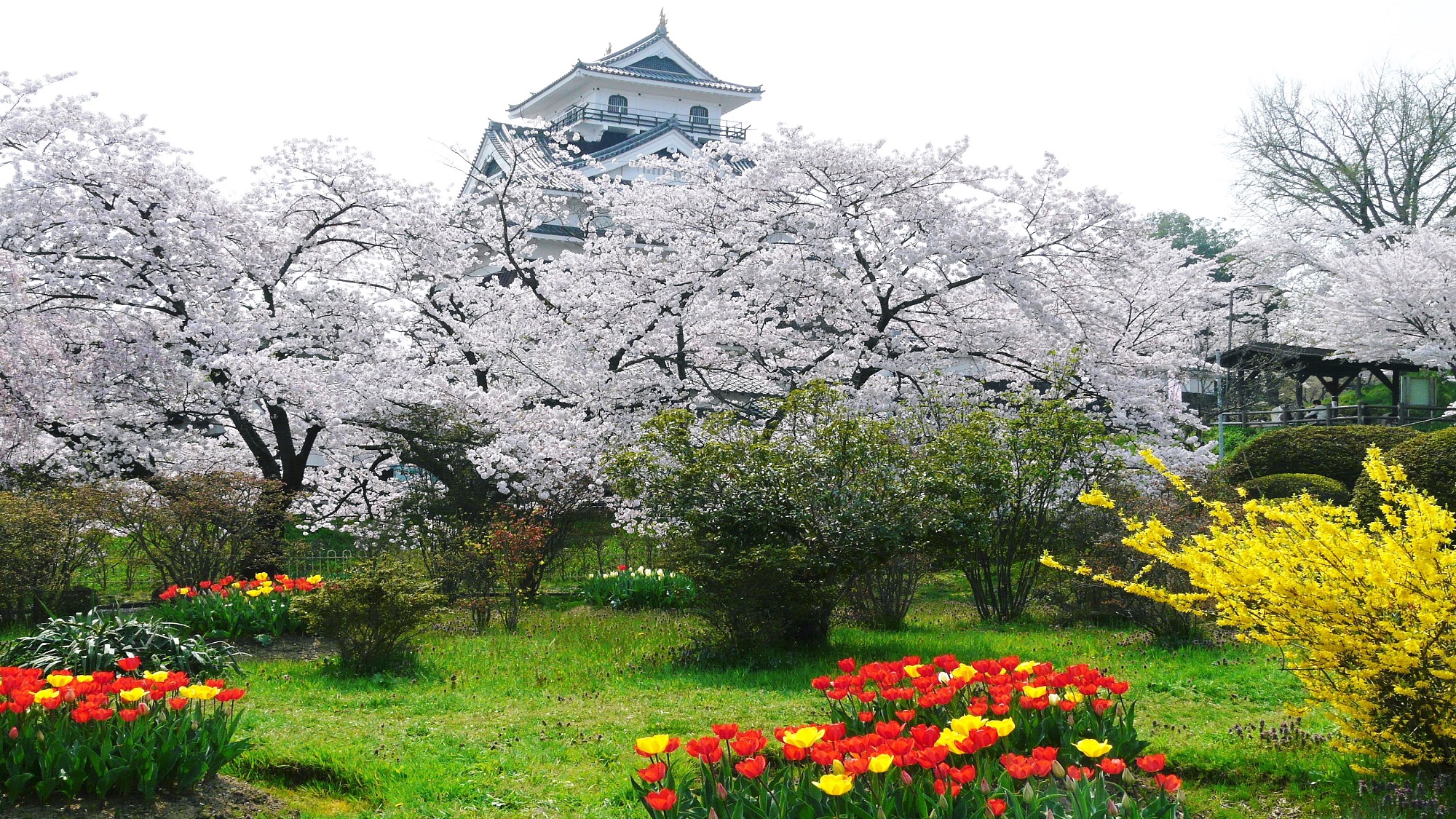 羽州の名城「上山城」の桜　夜はお城と一緒にライトアップも行ってます。　当館より徒歩６分