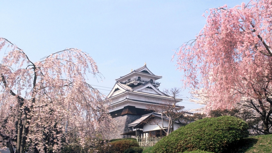 羽州の名城「上山城」の桜　夜はお城と一緒にライトアップも行ってます。　当館より徒歩６分