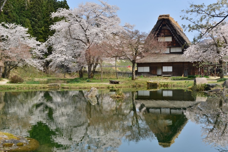 桜と合掌