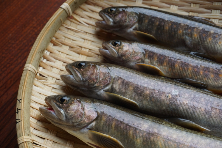 渓流の川魚