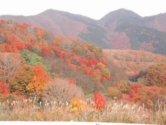 蒜山・鬼女台からの紅葉風景