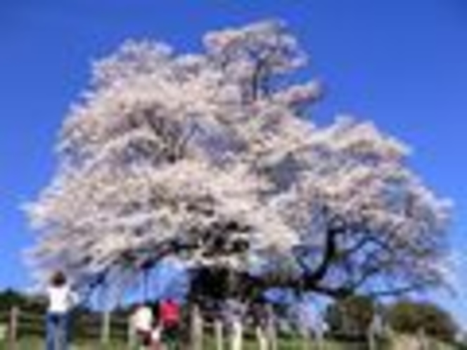 醍醐桜（モバイル用）