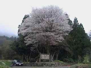 黒岩の桜
