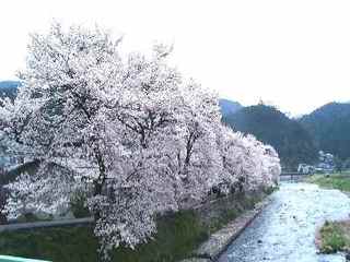 美甘宿場桜