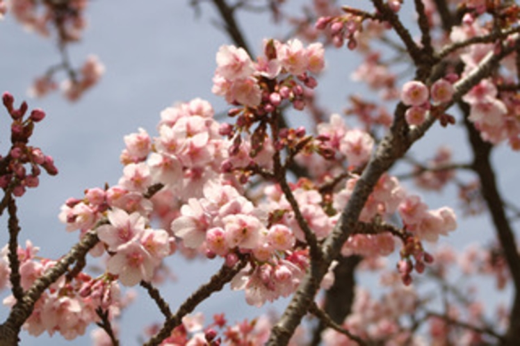 大寒桜