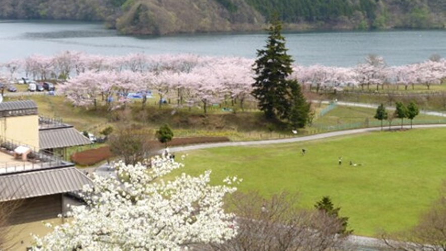 *宮ヶ瀬湖周辺に咲き誇る、13種類1300本の桜