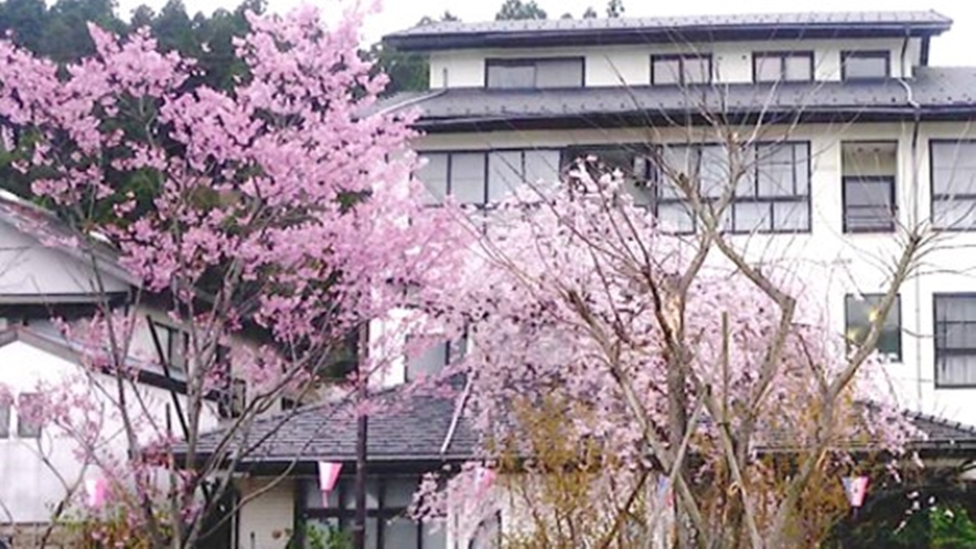 *当館目の前にも、立派な桜の木がございます。