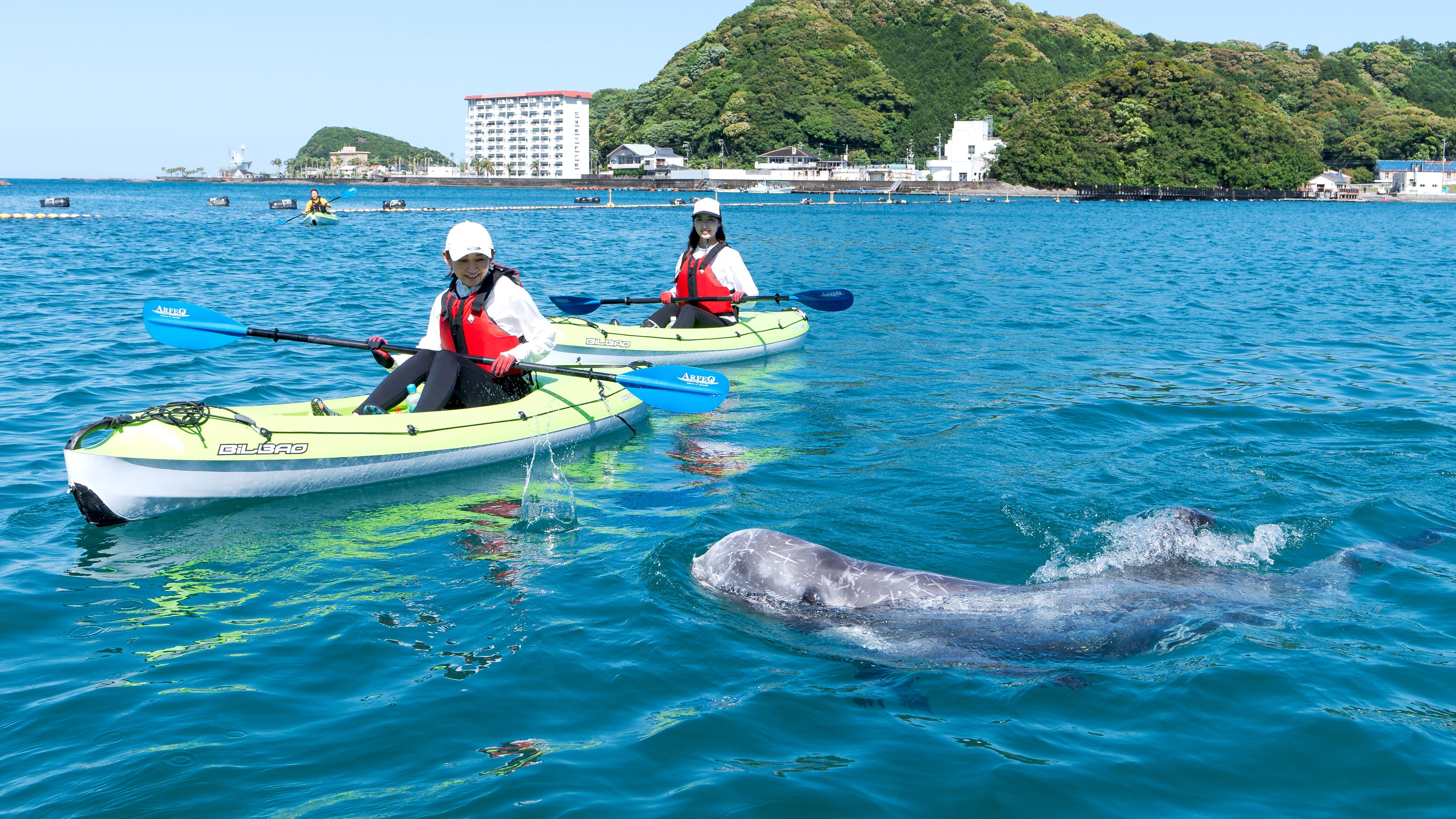 【専用プラン有】太地町のクジラと出会えるフィールドカヤック