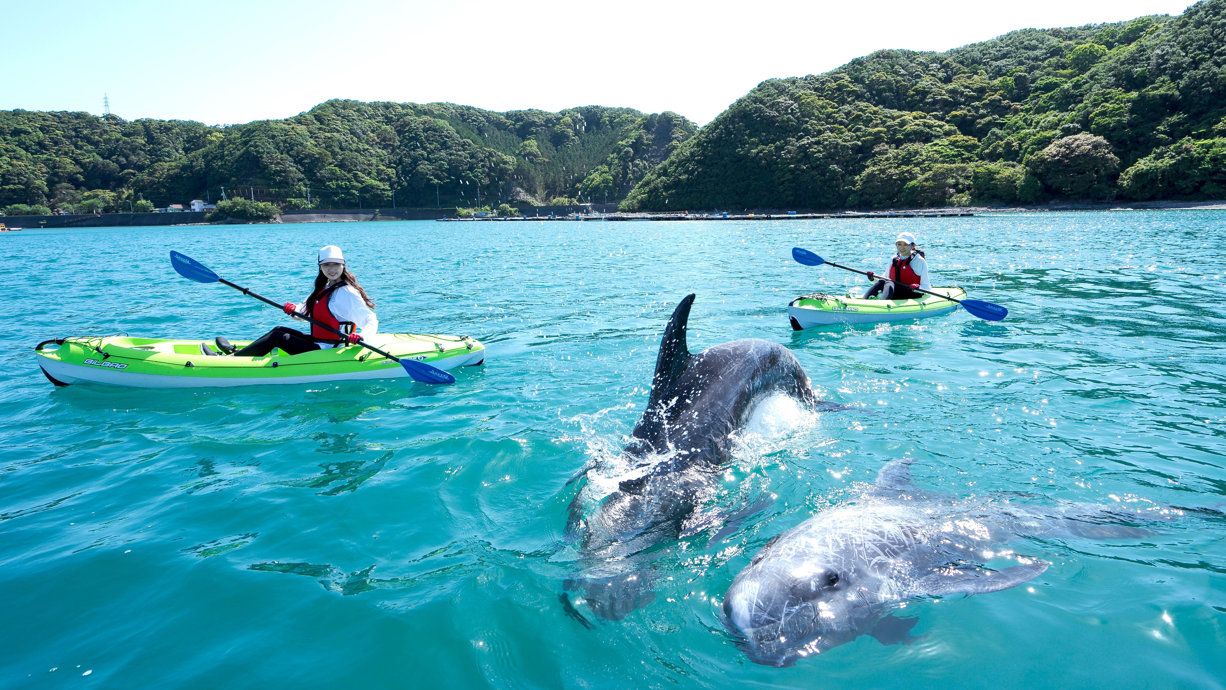 【専用プラン有】太地町のクジラと出会えるフィールドカヤック（観光桟橋より車で約10分）