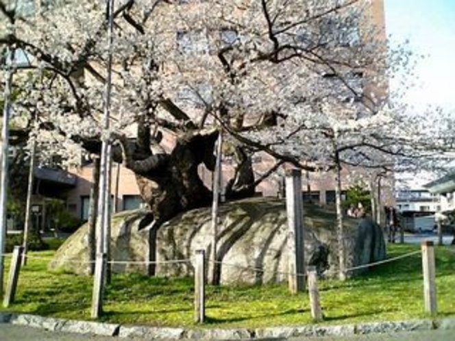 盛岡の石割桜
