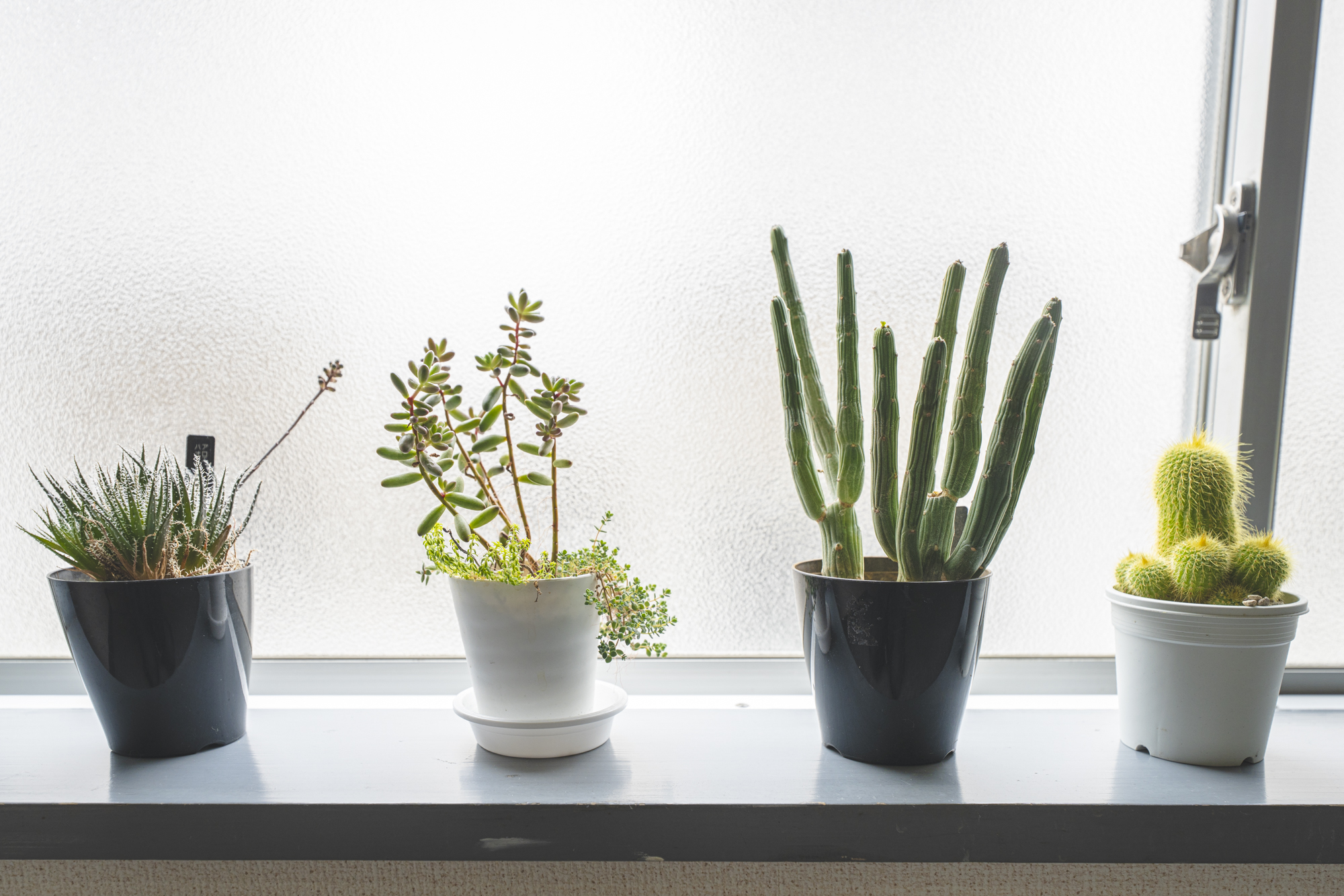 館内の植物（階段出窓）