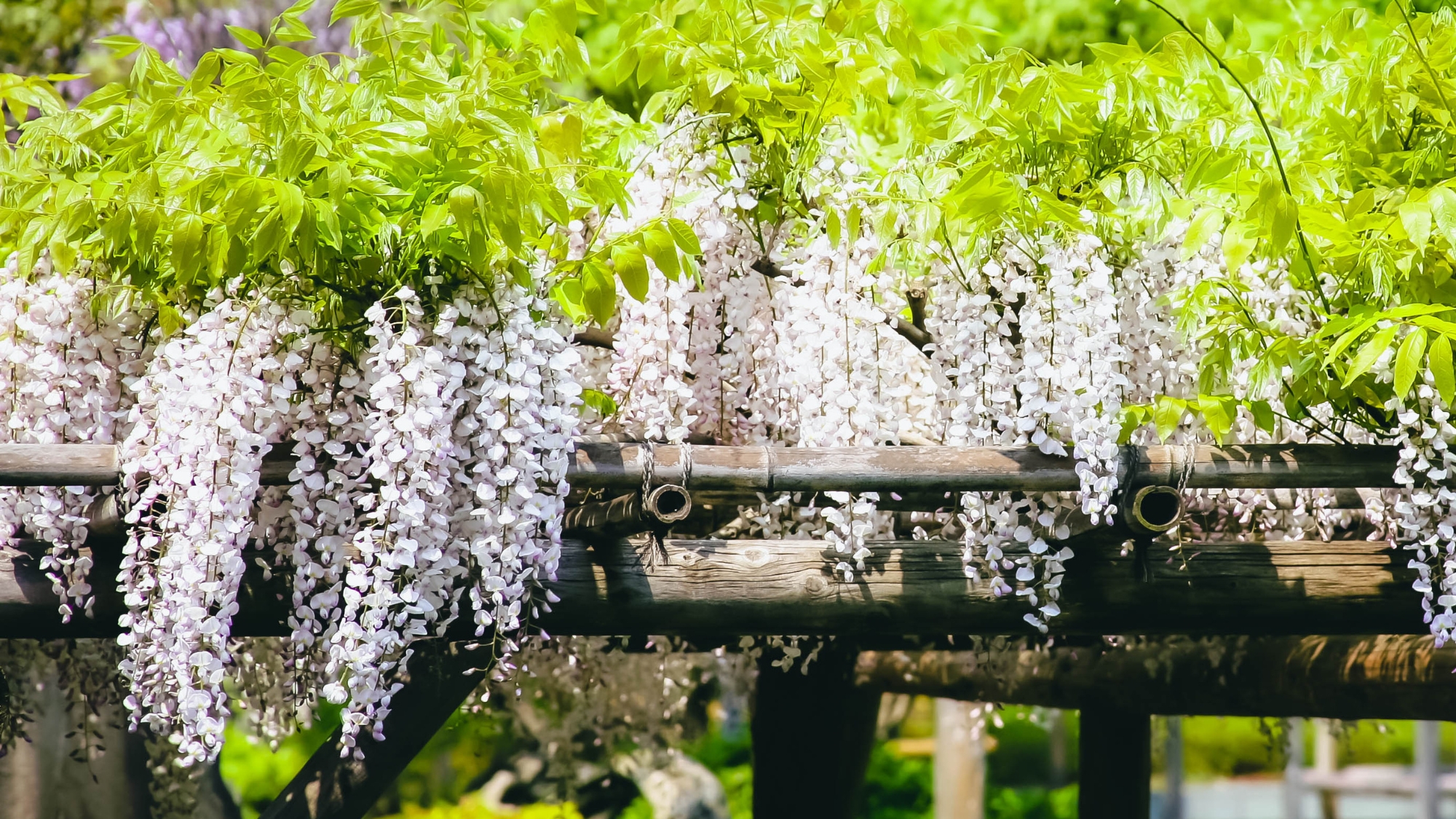 例年5月上旬～中旬に見頃を迎える藤の花。おすすめスポット藤島歴史公園Hisu花まで、当館からお車で約