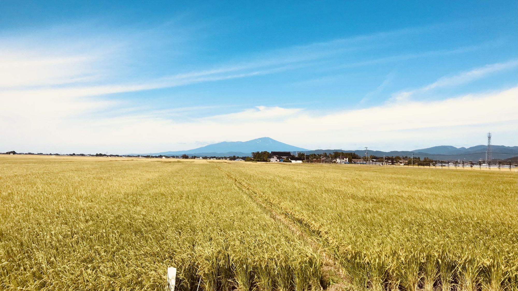 【庄内平野】当館から車で約20分。秋には白鳥が飛来する様子も見られる、美しい景観が特徴です。