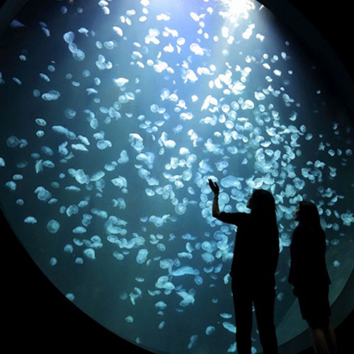 *加茂水族館／展示されたクラゲの種類は世界一！当館から車で約10分