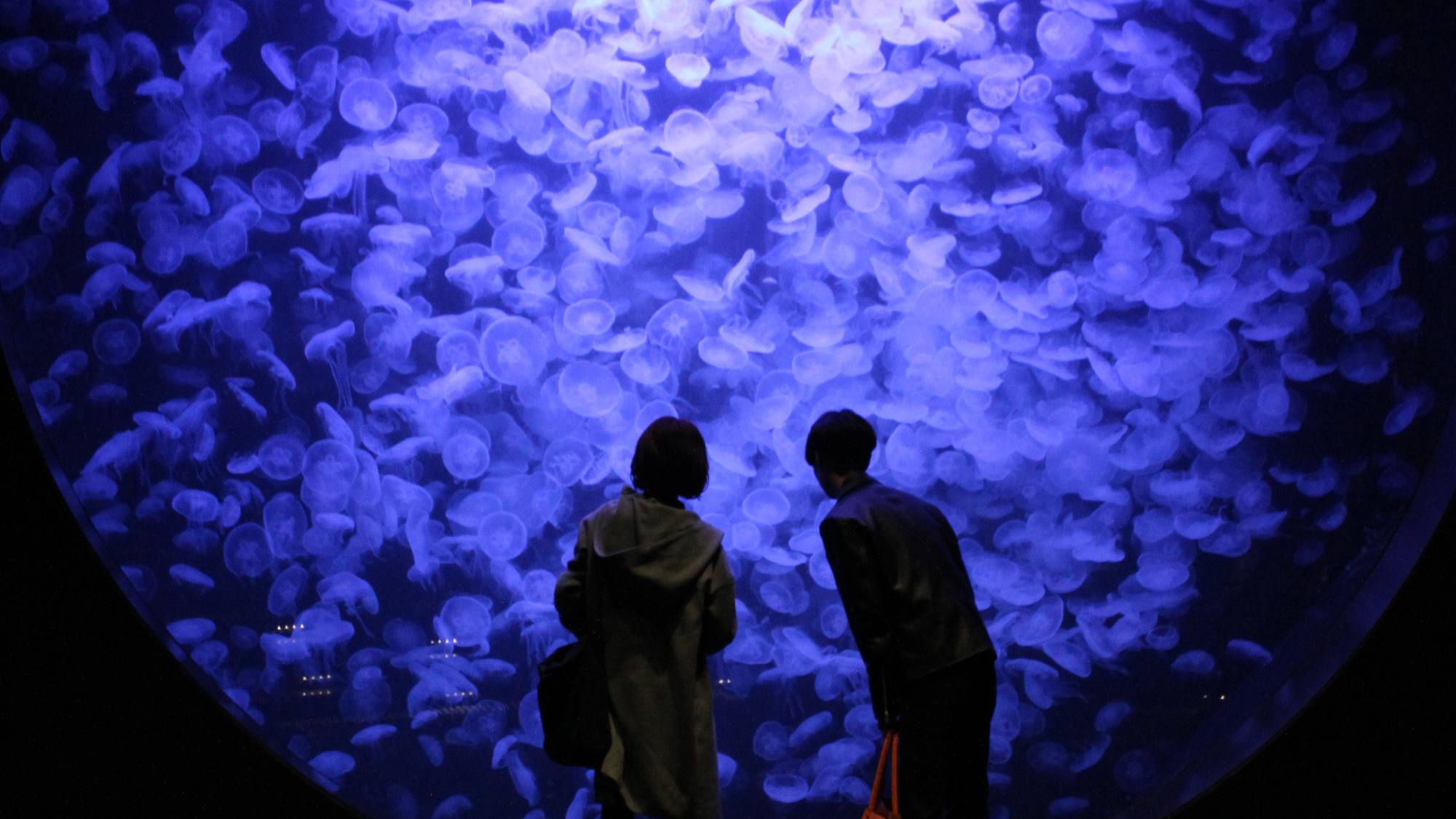 *加茂水族館／展示されたクラゲの種類は世界一！当館から車で約10分