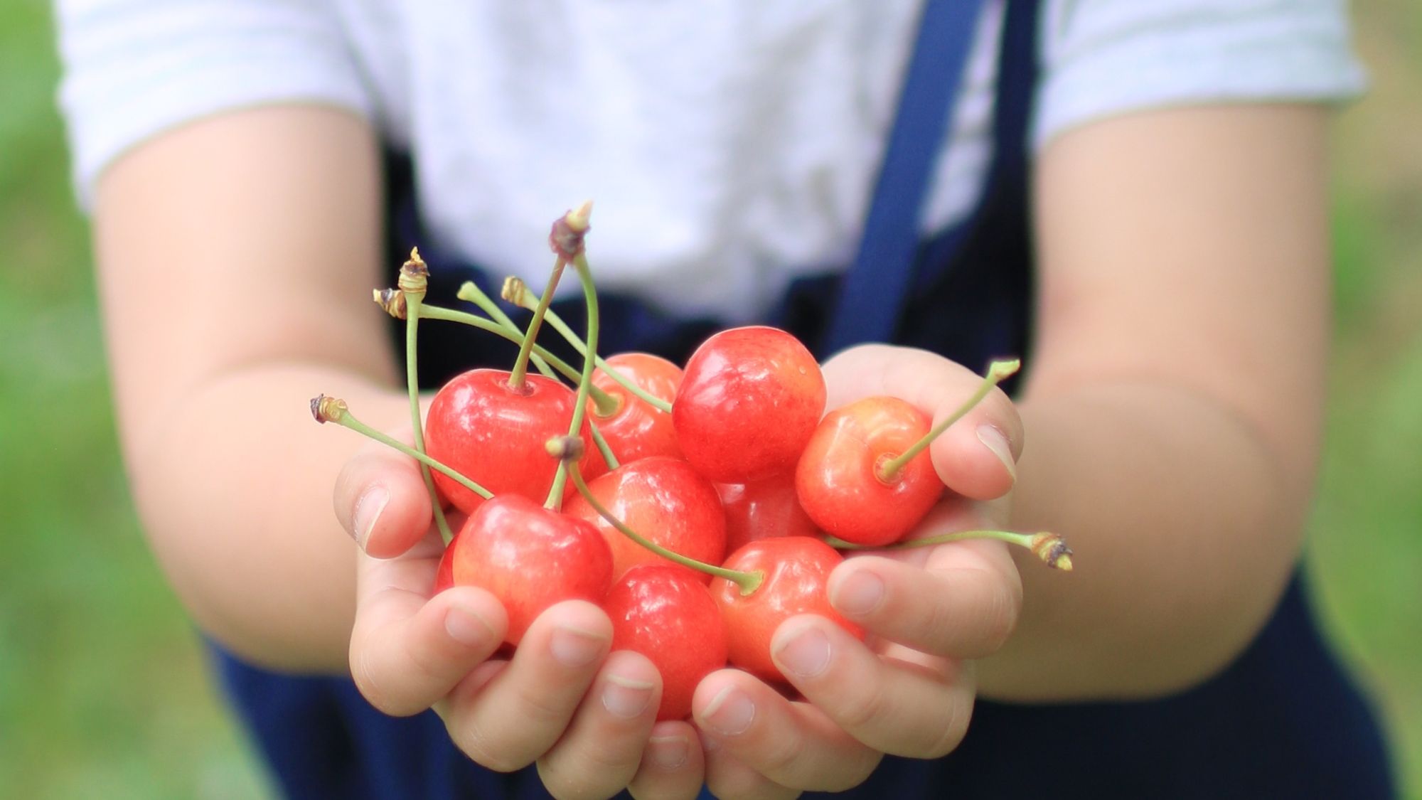 【さくらんぼ狩り】当館から車で約20～30分。櫛引地域でお楽しみ頂けます（※写真はイメージです）