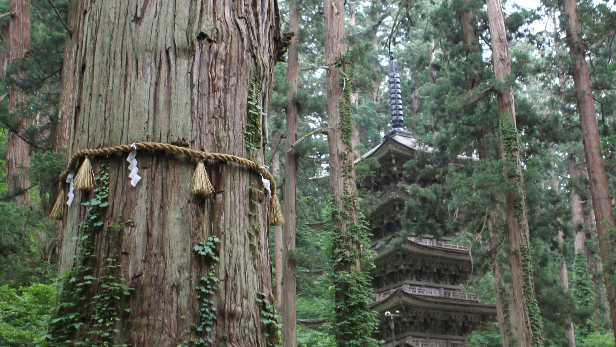 【羽黒山神社】当館よりお車で約45分。巨杉の老木と五重塔が神秘的です。