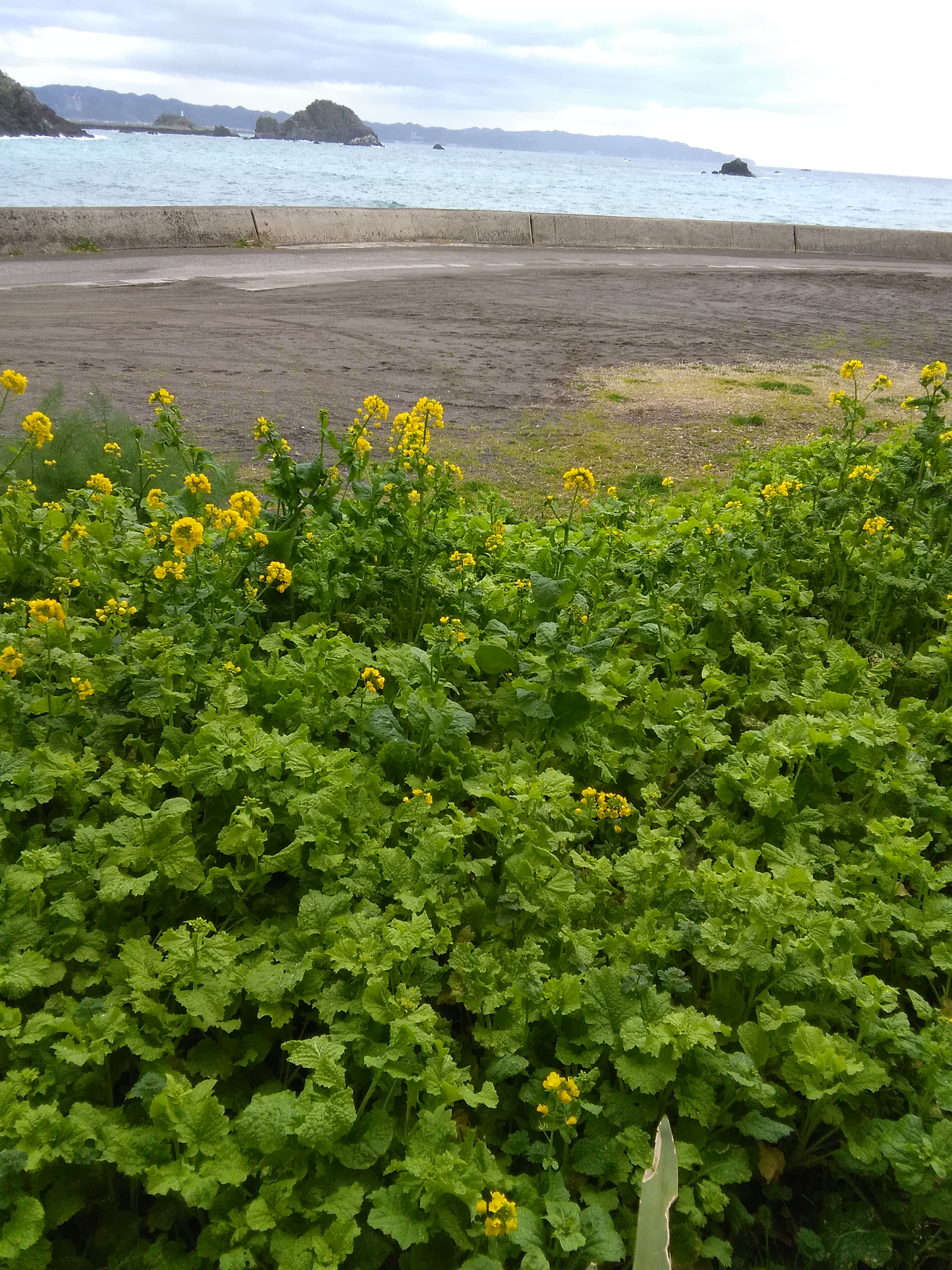 海の菜の花