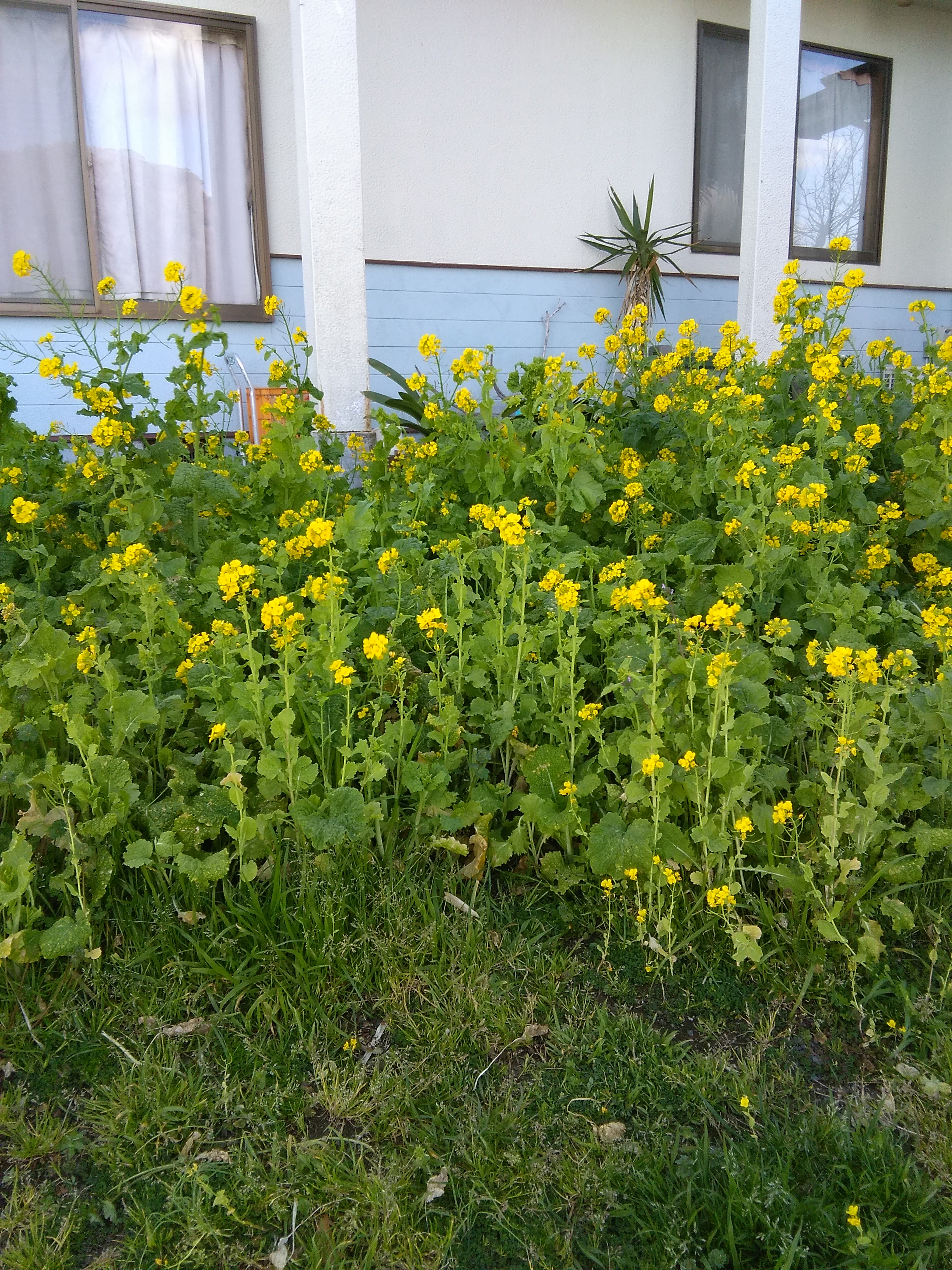 ペンションの菜の花