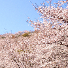 13.花立山の桜
