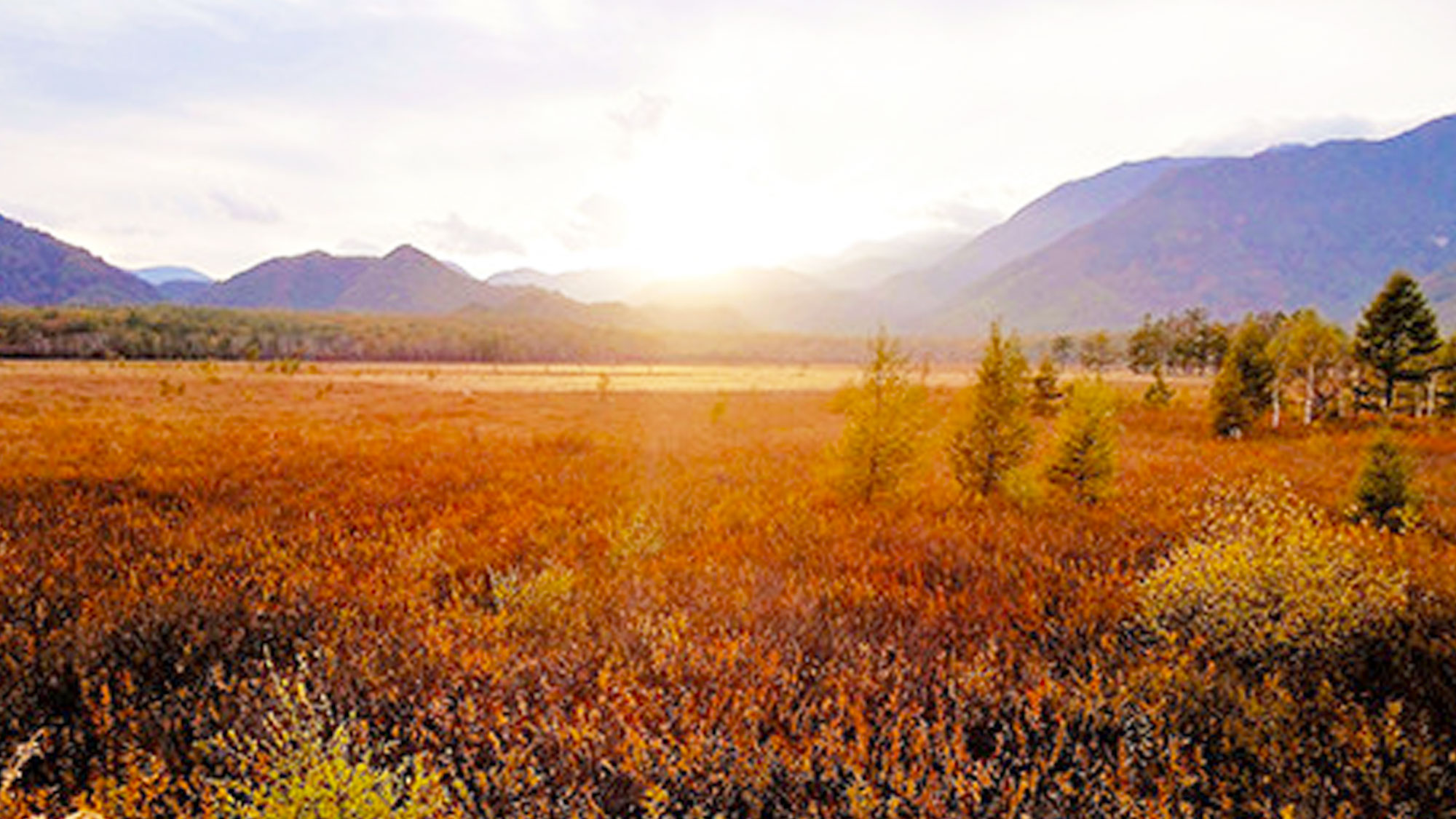 【戦場ヶ原】350種類にも及ぶ植物が自生し野鳥の種類が多いことでも有名です。当施設からお車で約45分
