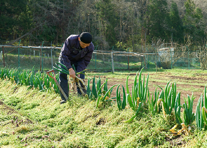 オーガニック農園