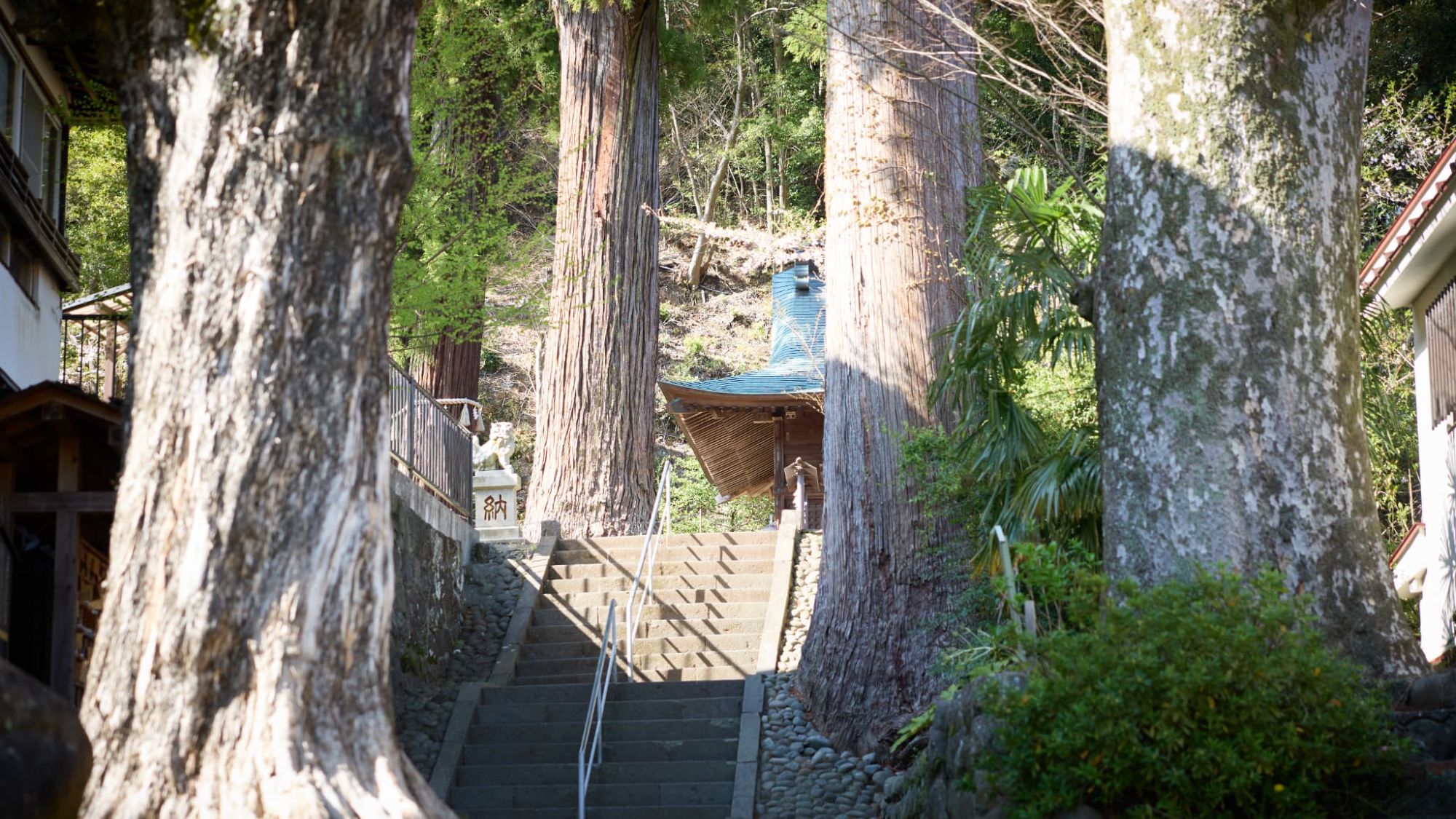 【周辺スポット｜修善寺】天高く伸びる木々に囲まれた癒やしの空間。深呼吸したくなるような清らかな場所。
