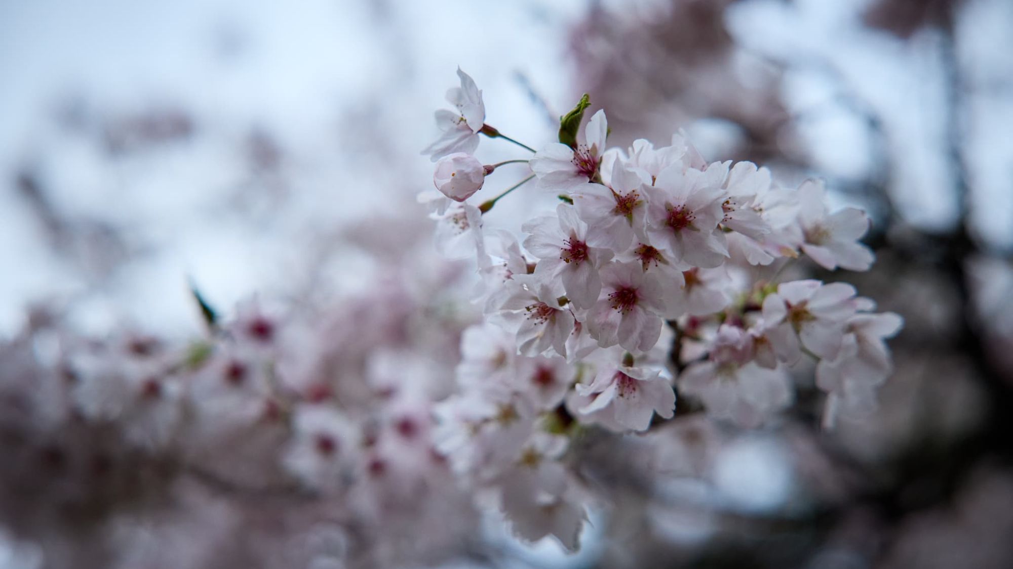 【風景】近付くほどに美しい、春の主役。可憐な花びらに癒やされる、優雅な滞在。