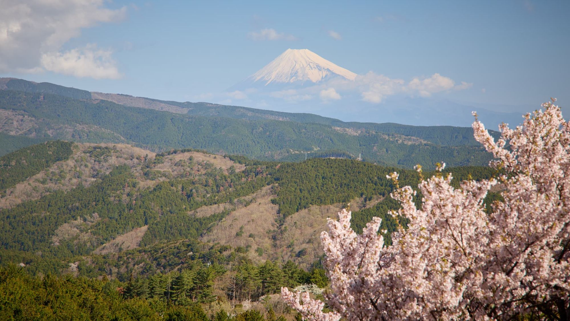 【風景】桜越しに望む富士山。西洋の館で迎える、春限定の贅沢なパノラマ。