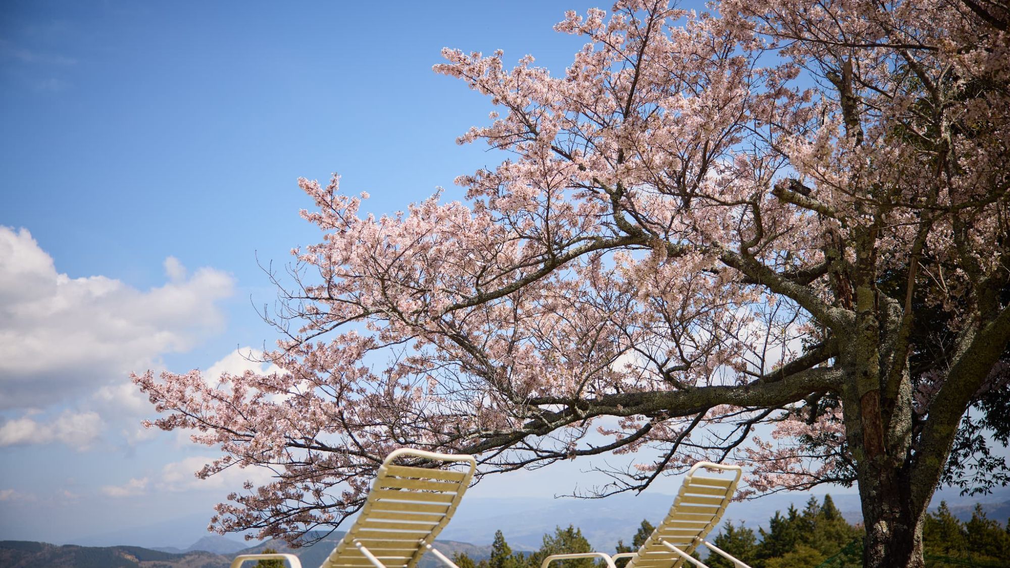 【風景】春の特等席。雄大なパノラマと桜に包まれ、心ゆくまでリラックス。