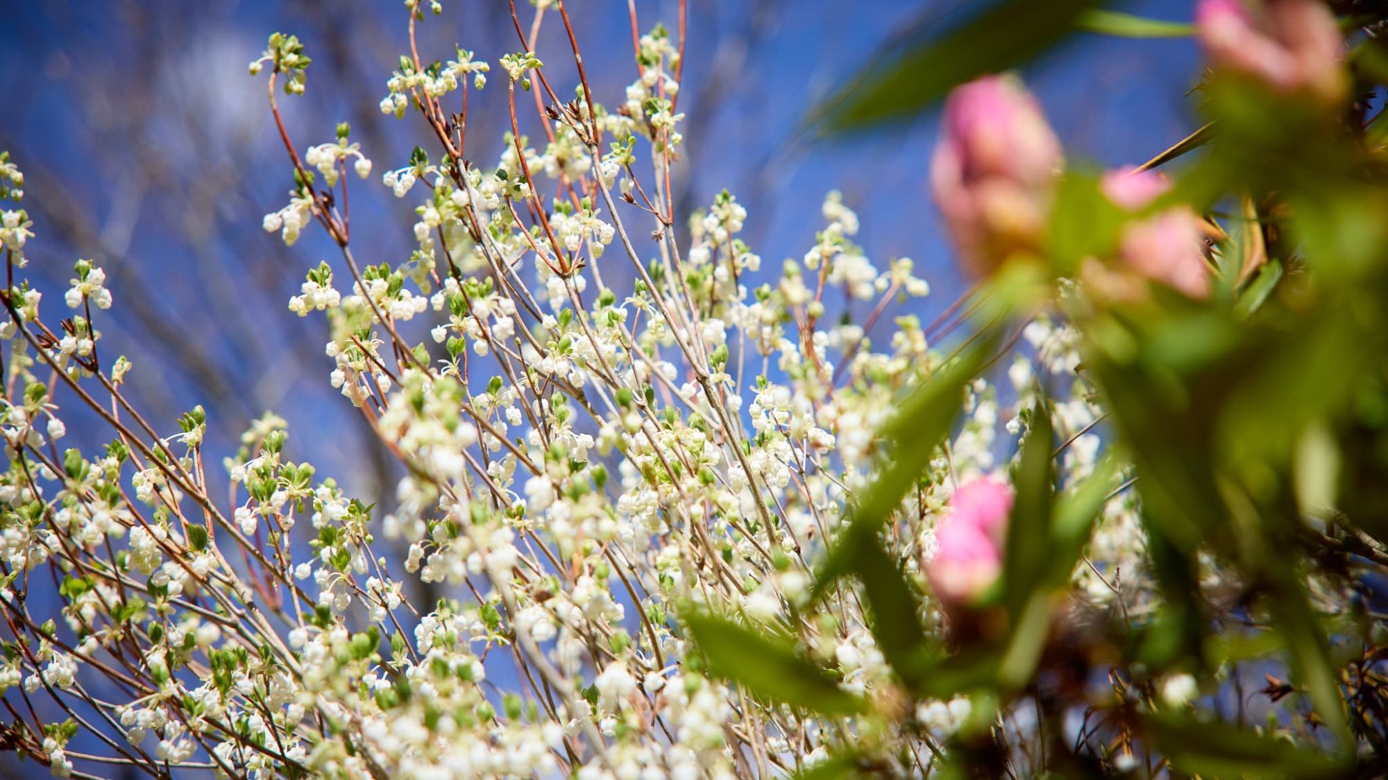 【庭園】風に揺れる花々の調べ。静かな時間が流れる、大人のための癒やし空間。
