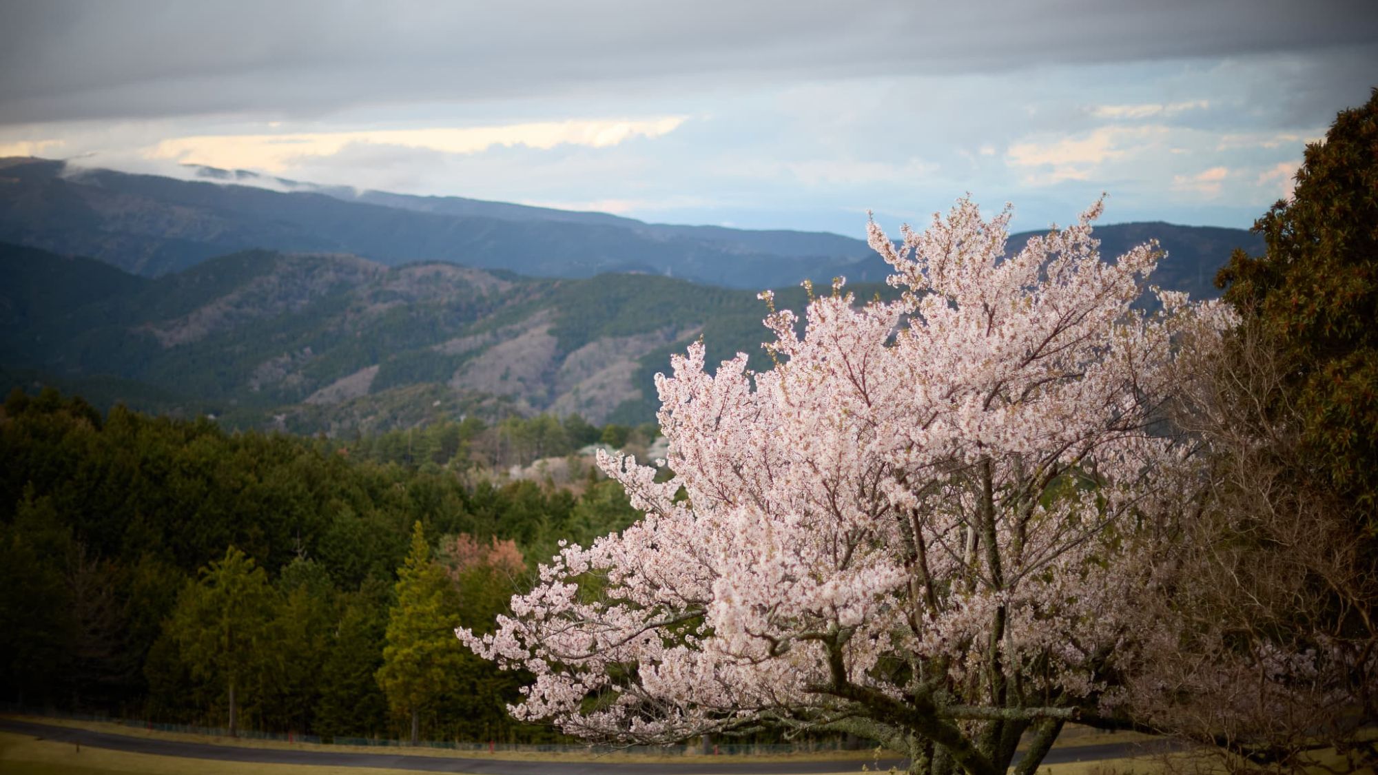 【風景】季節を愛でる大人の休日。桜に包まれる館で、至福のひとときをお過ごし下さい。