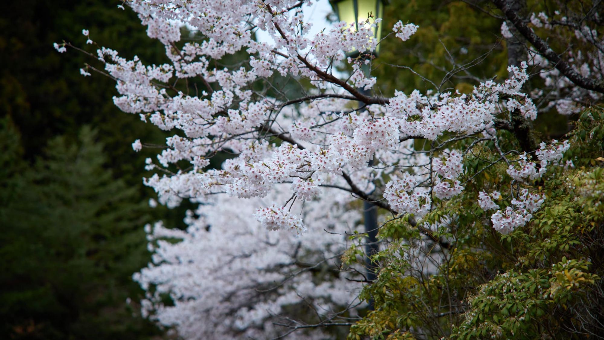 【風景】桜に灯る、幻想的な夕暮れの光。ノスタルジックな情緒に浸る、大人の夜。