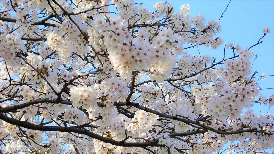 【外観】桜は例年、4月上旬が見ごろです♪※イメージ